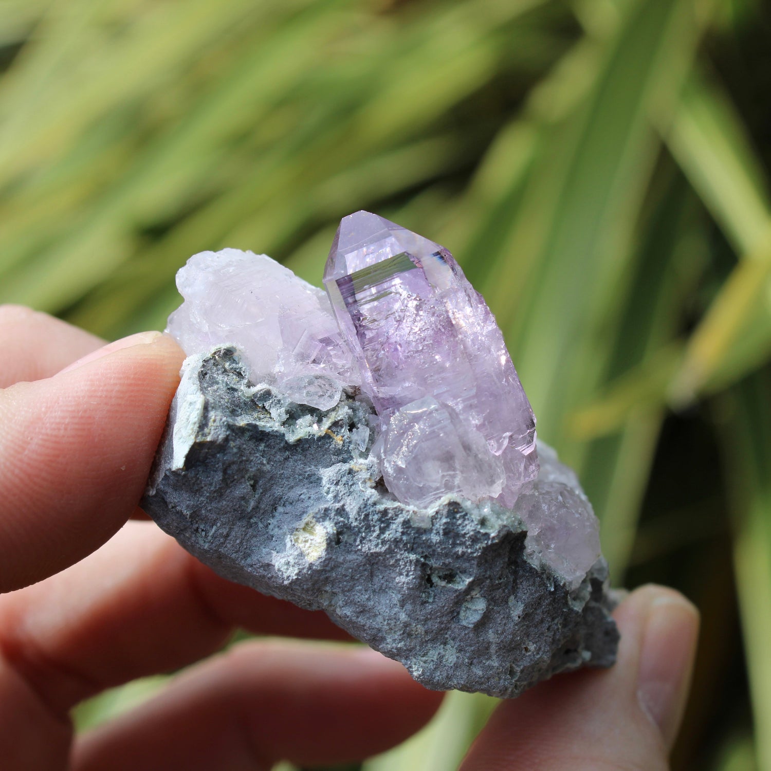 Vera Cruz Amethyst