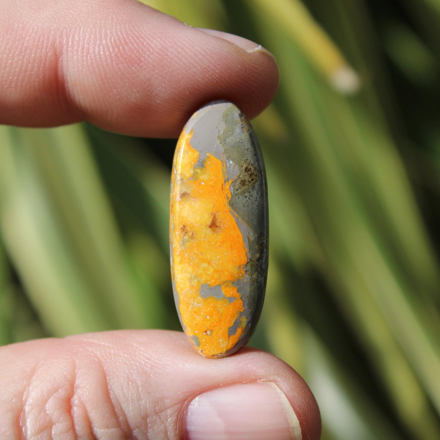 Bumble Bee Jasper