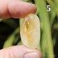 Citrine (Heat Treated) Large Polished Crystal Tumblestones