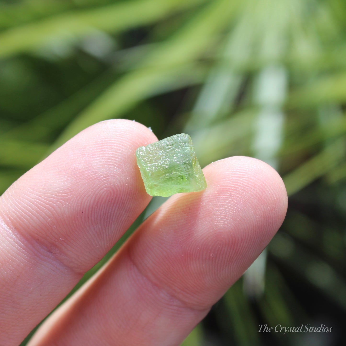 Peridot Natural Terminated Crystal