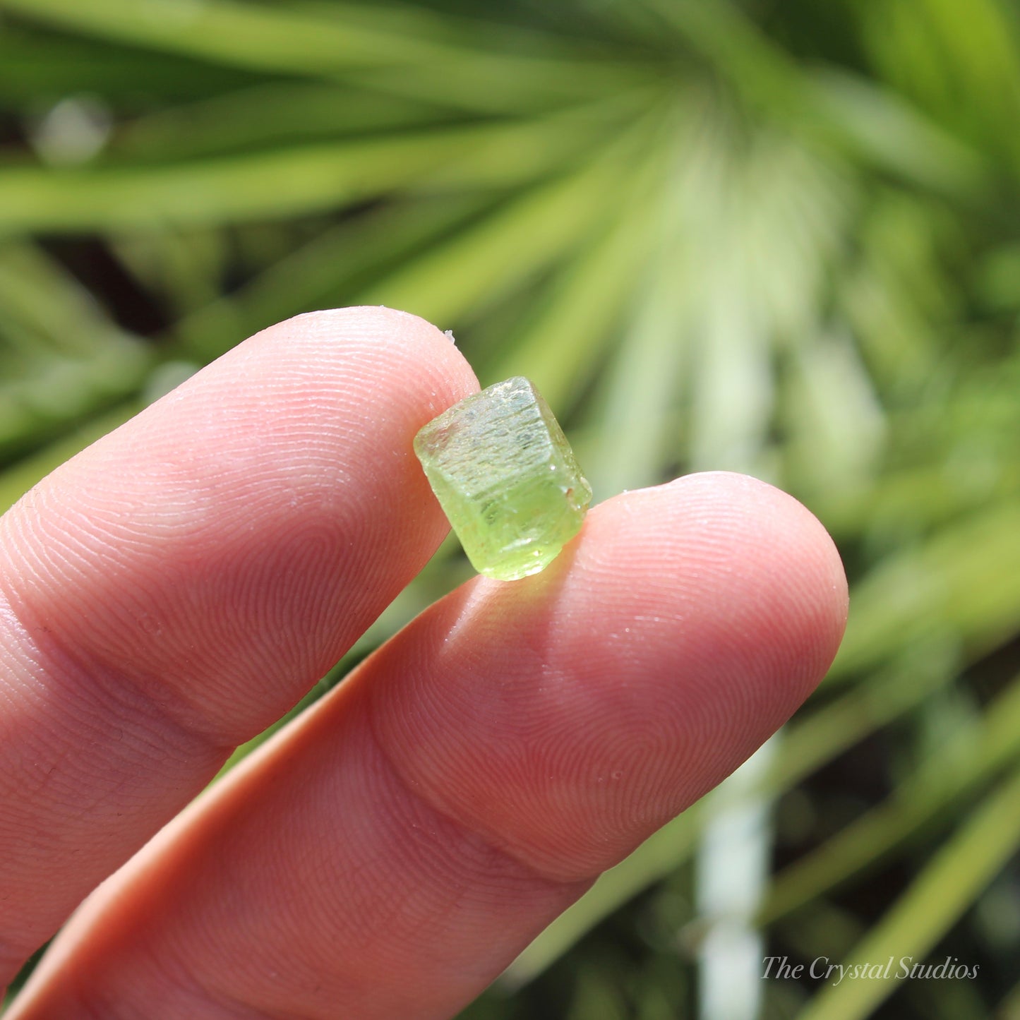 Peridot Natural Terminated Crystal