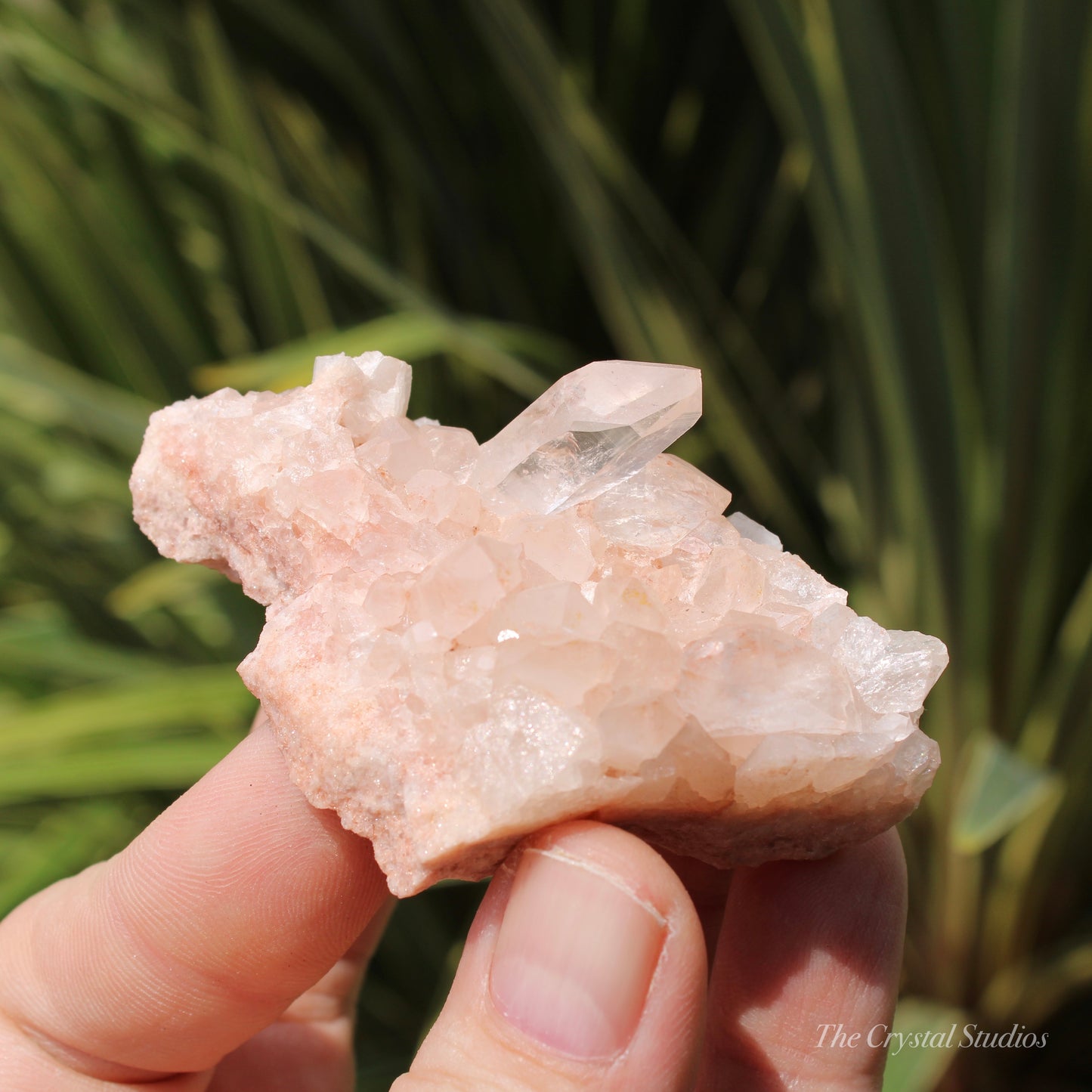 Pink Himalayan Samadhi Quartz Crystal Cluster