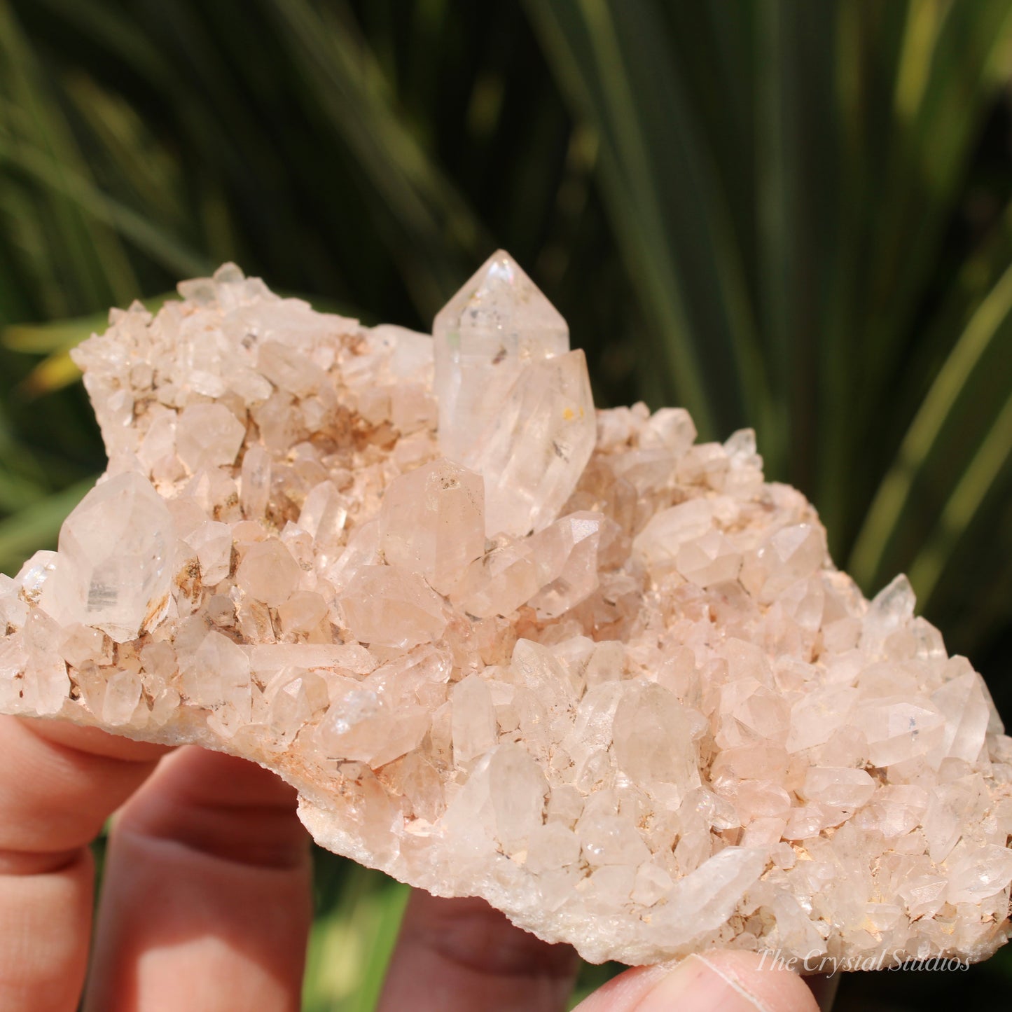 Pink Himalayan Samadhi Quartz Crystal Cluster