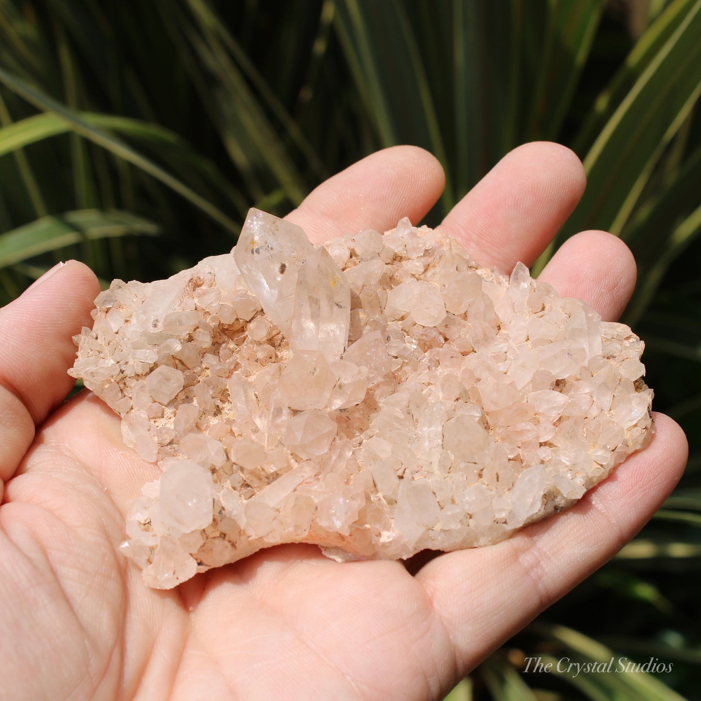 Pink Himalayan Samadhi Quartz Crystal Cluster