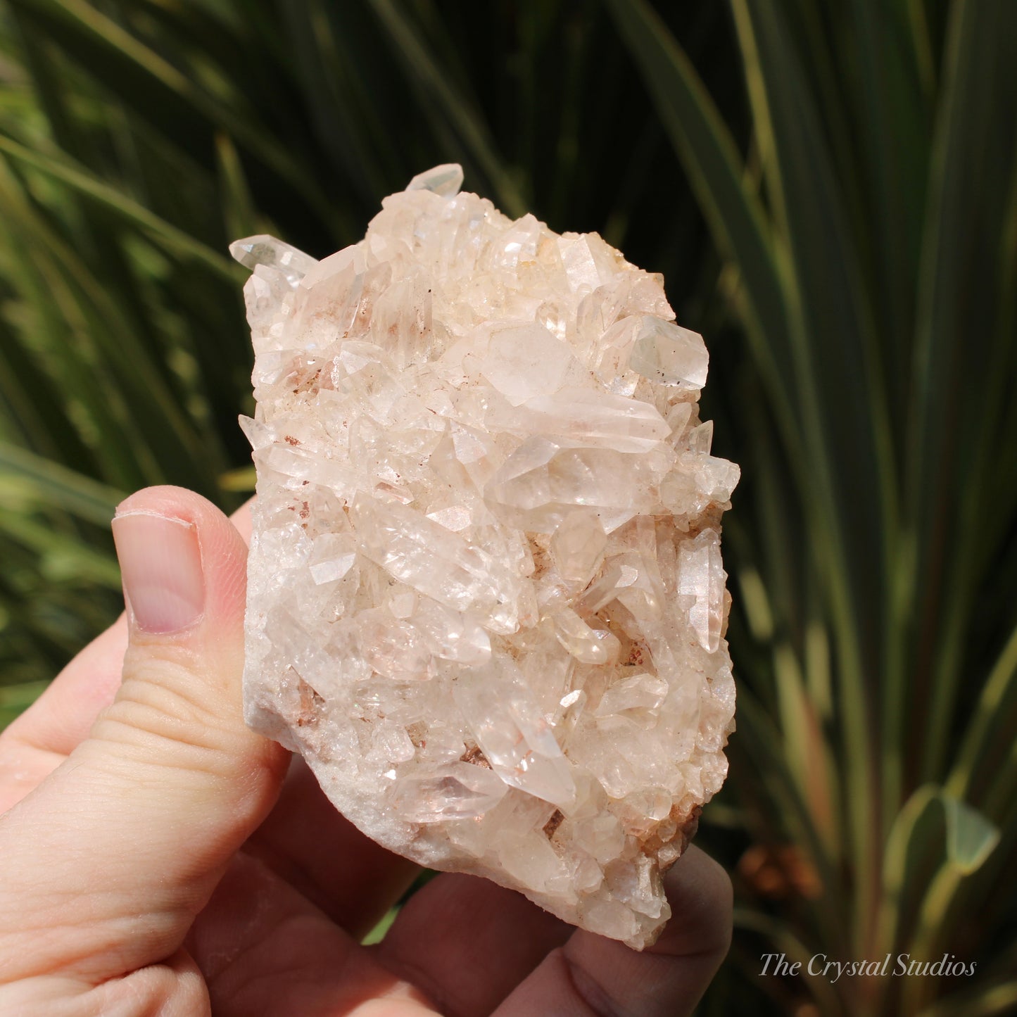 Pink Himalayan Samadhi Quartz Crystal Cluster