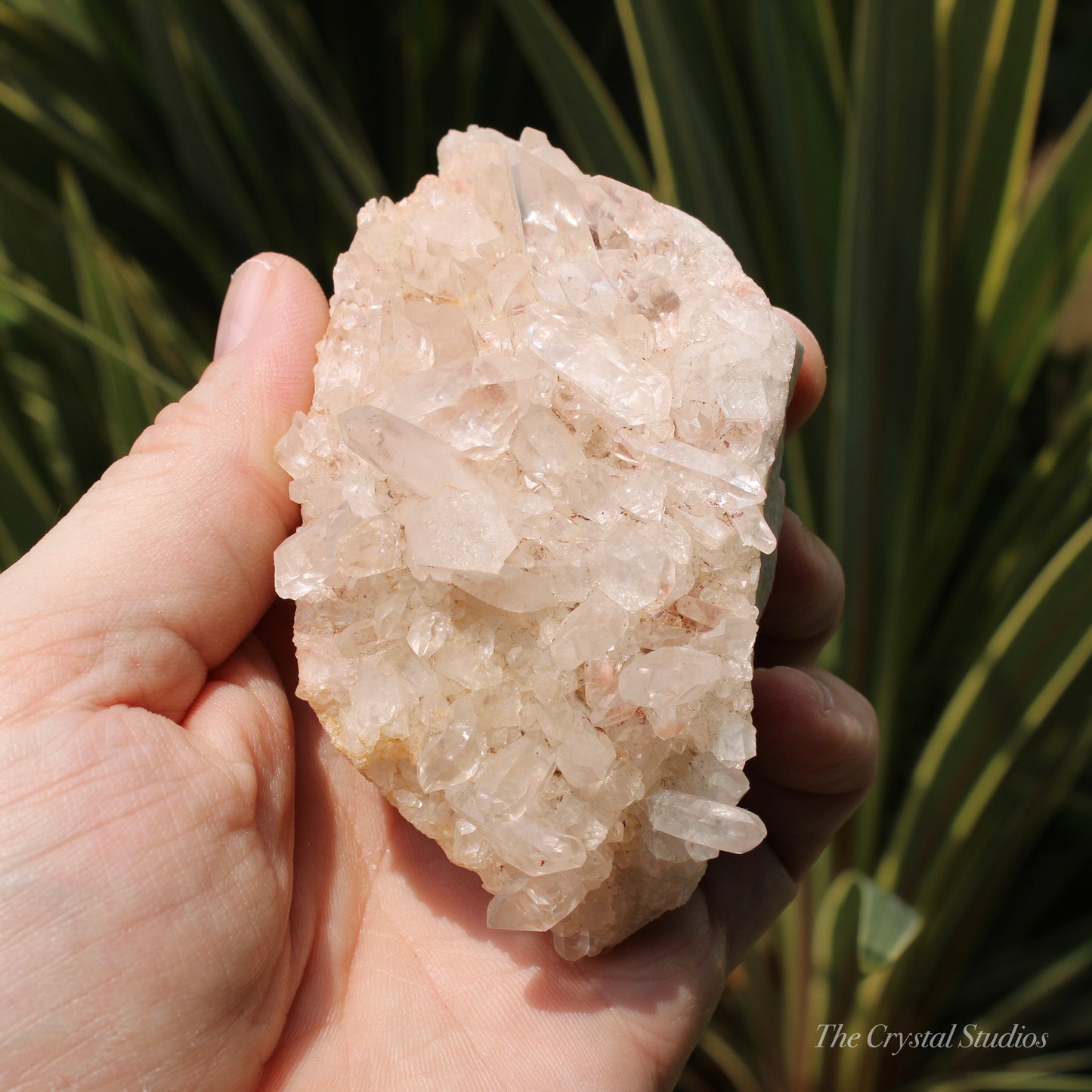 Pink Himalayan Samadhi Quartz Crystal Cluster