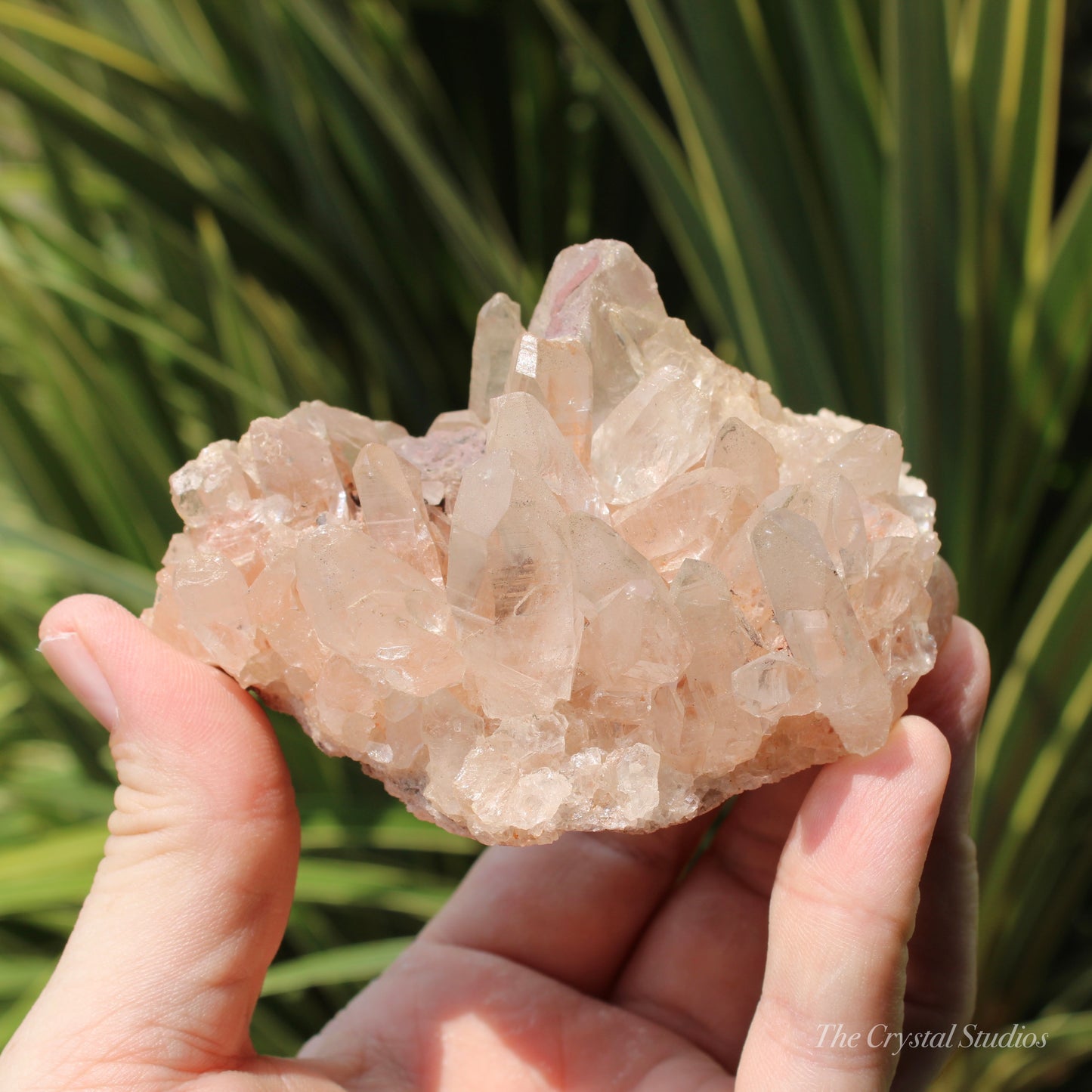 Pink Himalayan Samadhi Quartz Crystal Cluster