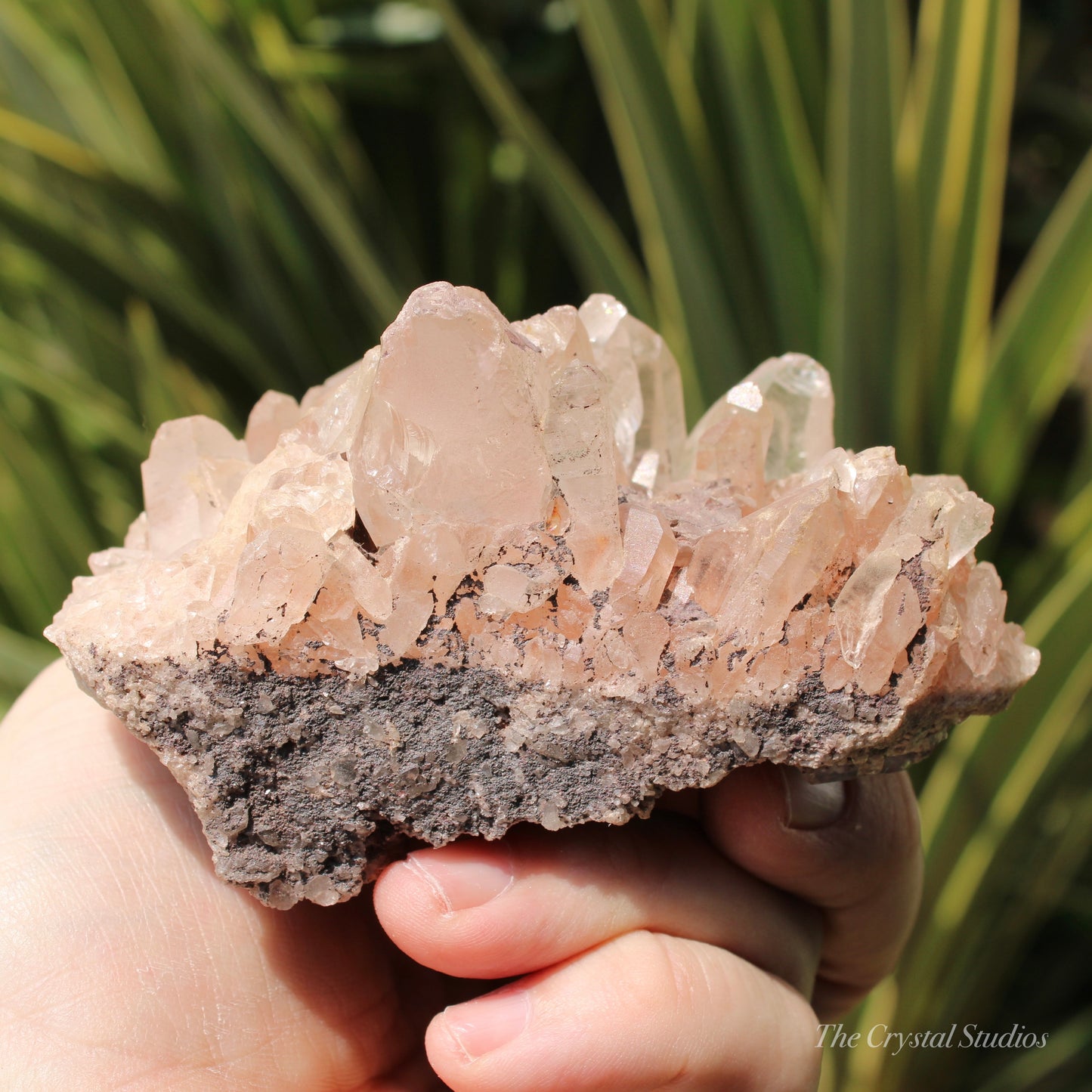 Pink Himalayan Samadhi Quartz Crystal Cluster