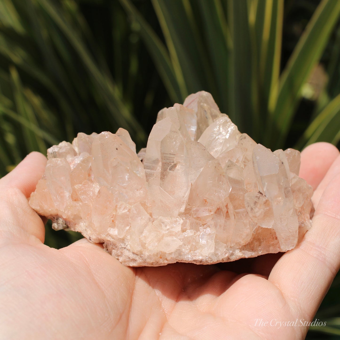 Pink Himalayan Samadhi Quartz Crystal Cluster