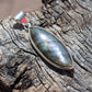 Labradorite Silver Plated Classic Pendant