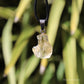 Citrine Natural Crystal Pendant