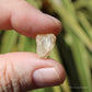 Golden Yellow Scapolite Natural Crystal