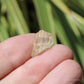 Golden Yellow Scapolite Natural Crystal