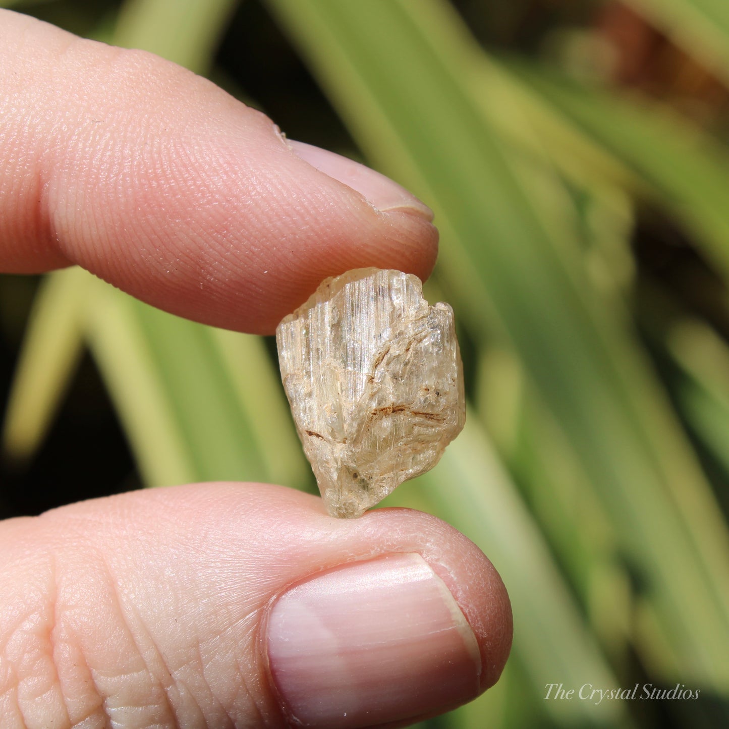 Golden Yellow Scapolite Natural Crystal