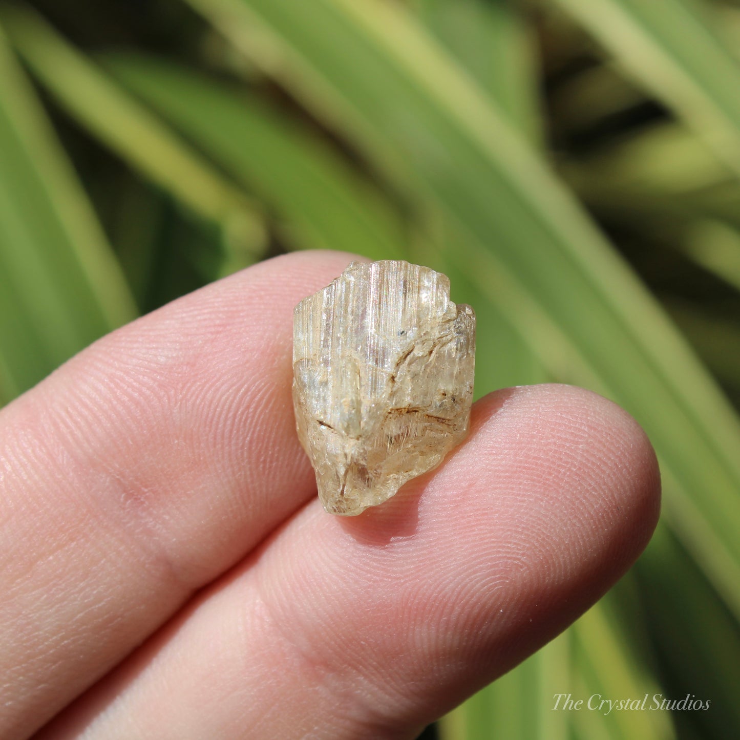 Golden Yellow Scapolite Natural Crystal