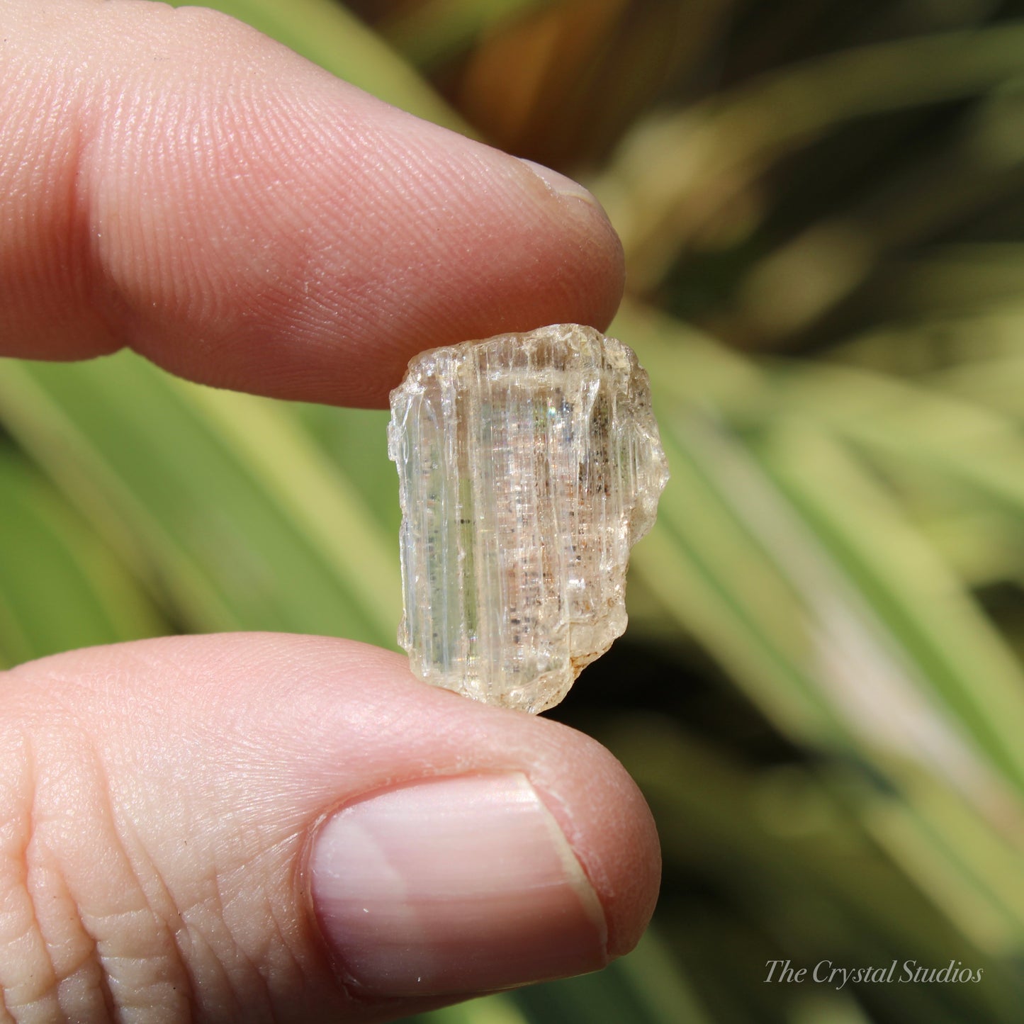 Golden Yellow Scapolite Natural Crystal