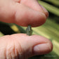 Moldavite Genuine Natural Crystal