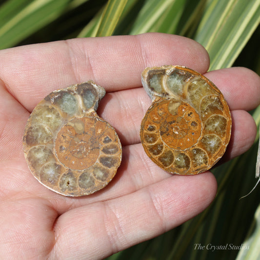 Ammonite Pair Fossil