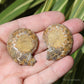 Ammonite Pair Fossil