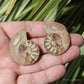 Ammonite Pair Fossil