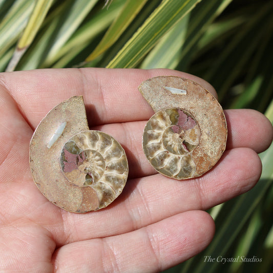 Ammonite Pair Fossil