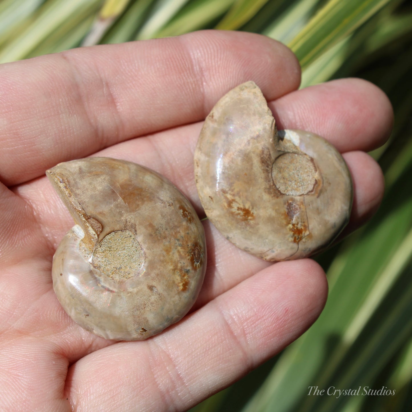 Ammonite Pair Fossil