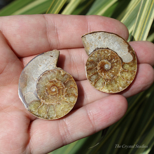 Ammonite Pair Fossil