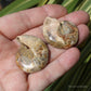 Ammonite Pair Fossil