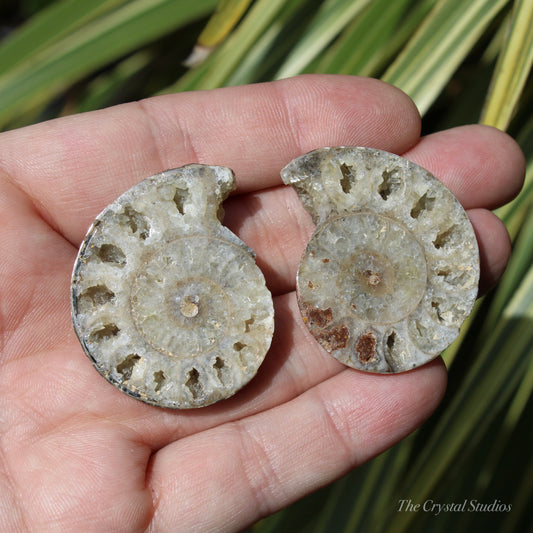 Ammonite Pair Fossil