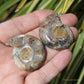 Ammonite Pair Fossil