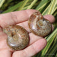 Ammonite Pair Fossil