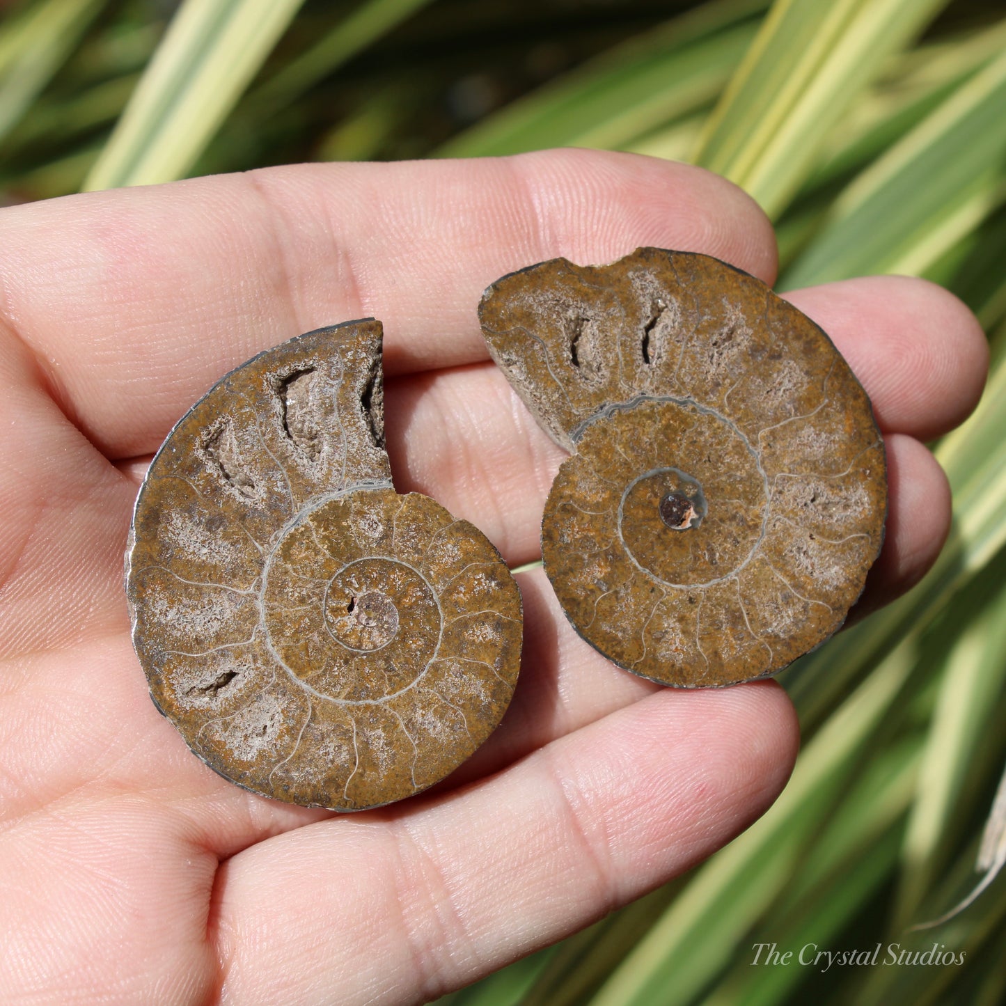 Ammonite Pair Fossil