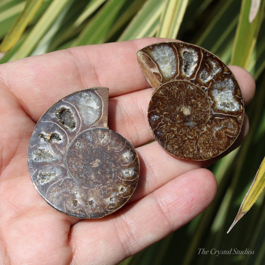 Ammonite Pair Fossil