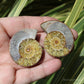 Ammonite Pair Fossil