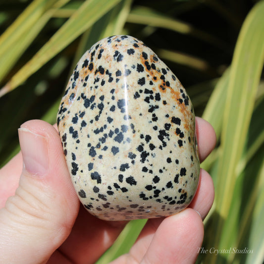 Dalmatian Jasper Polished Crystal Pebble