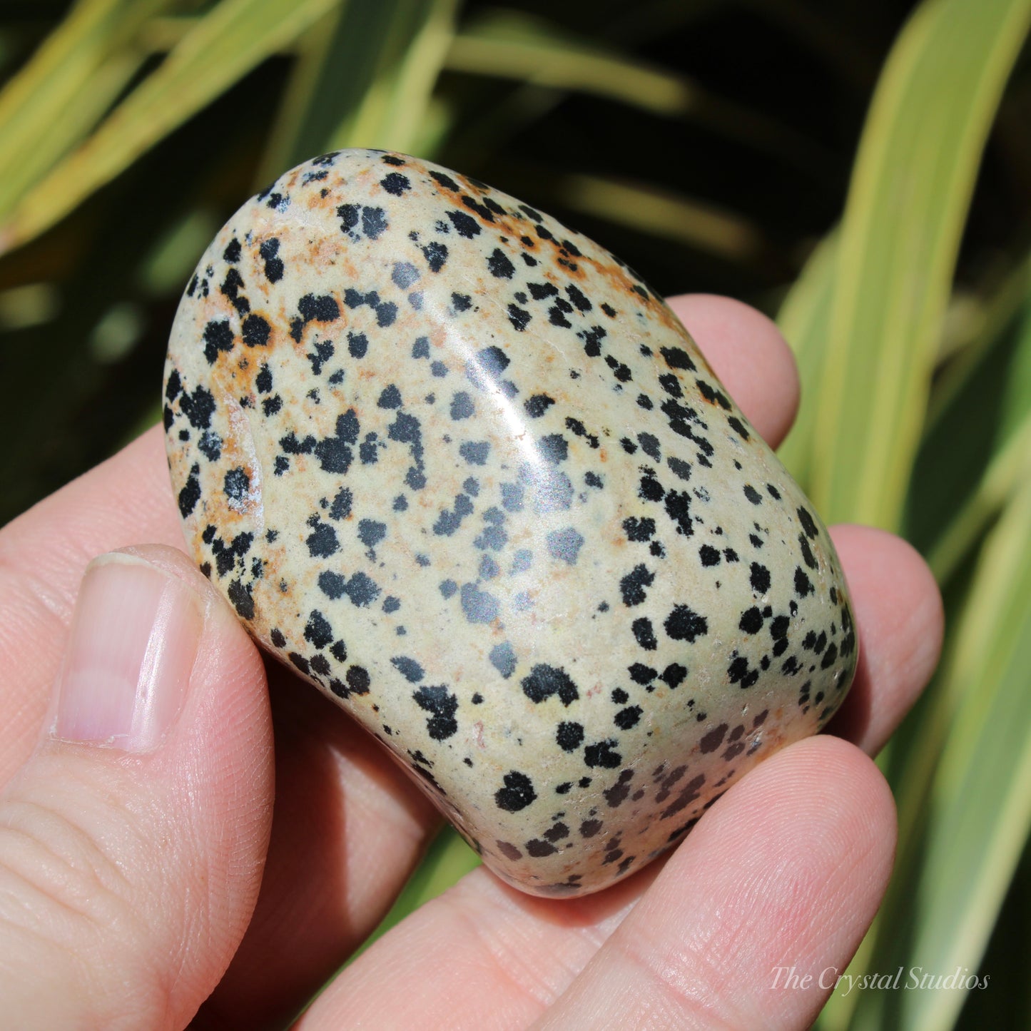 Dalmatian Jasper Polished Crystal Pebble