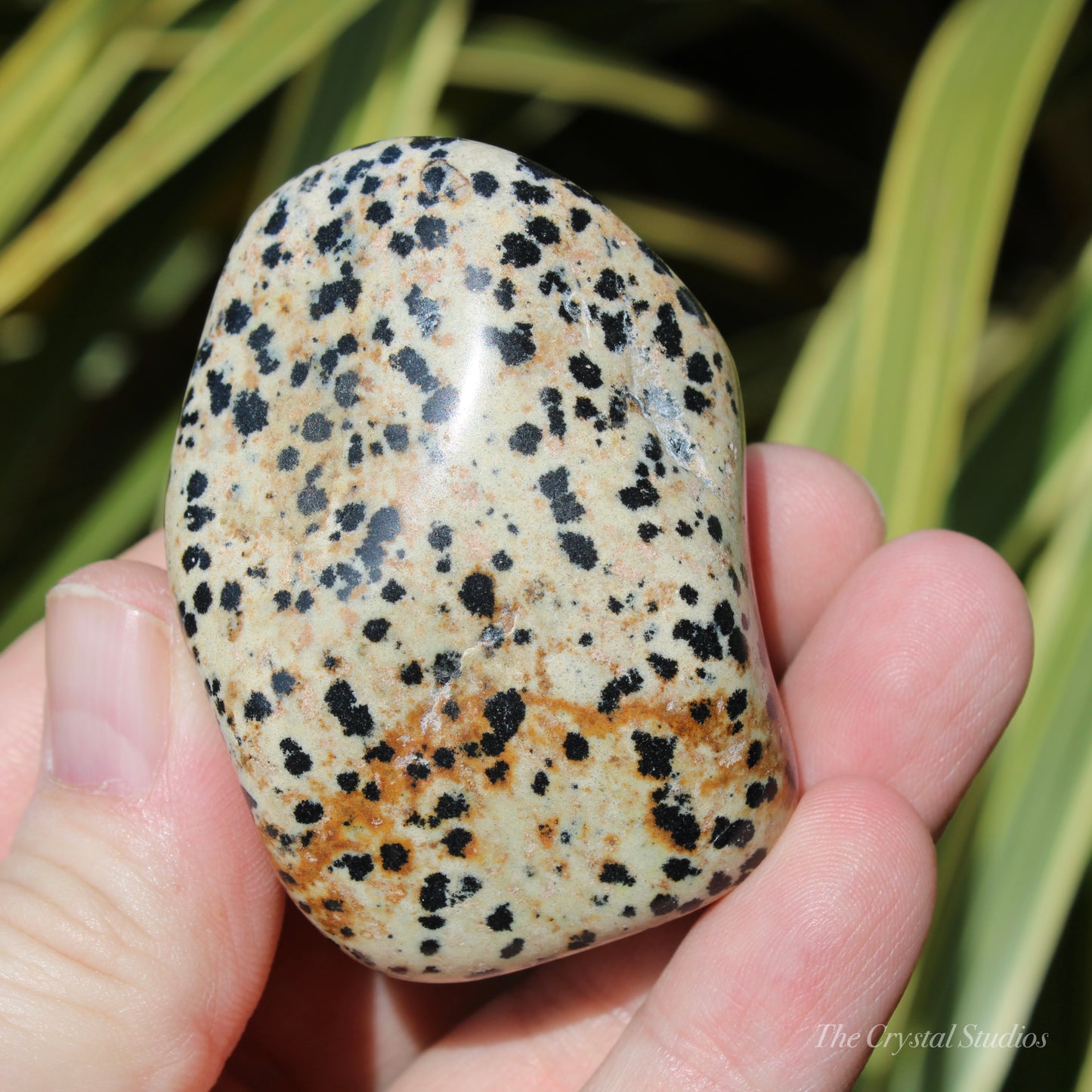 Dalmatian Jasper Polished Crystal Pebble