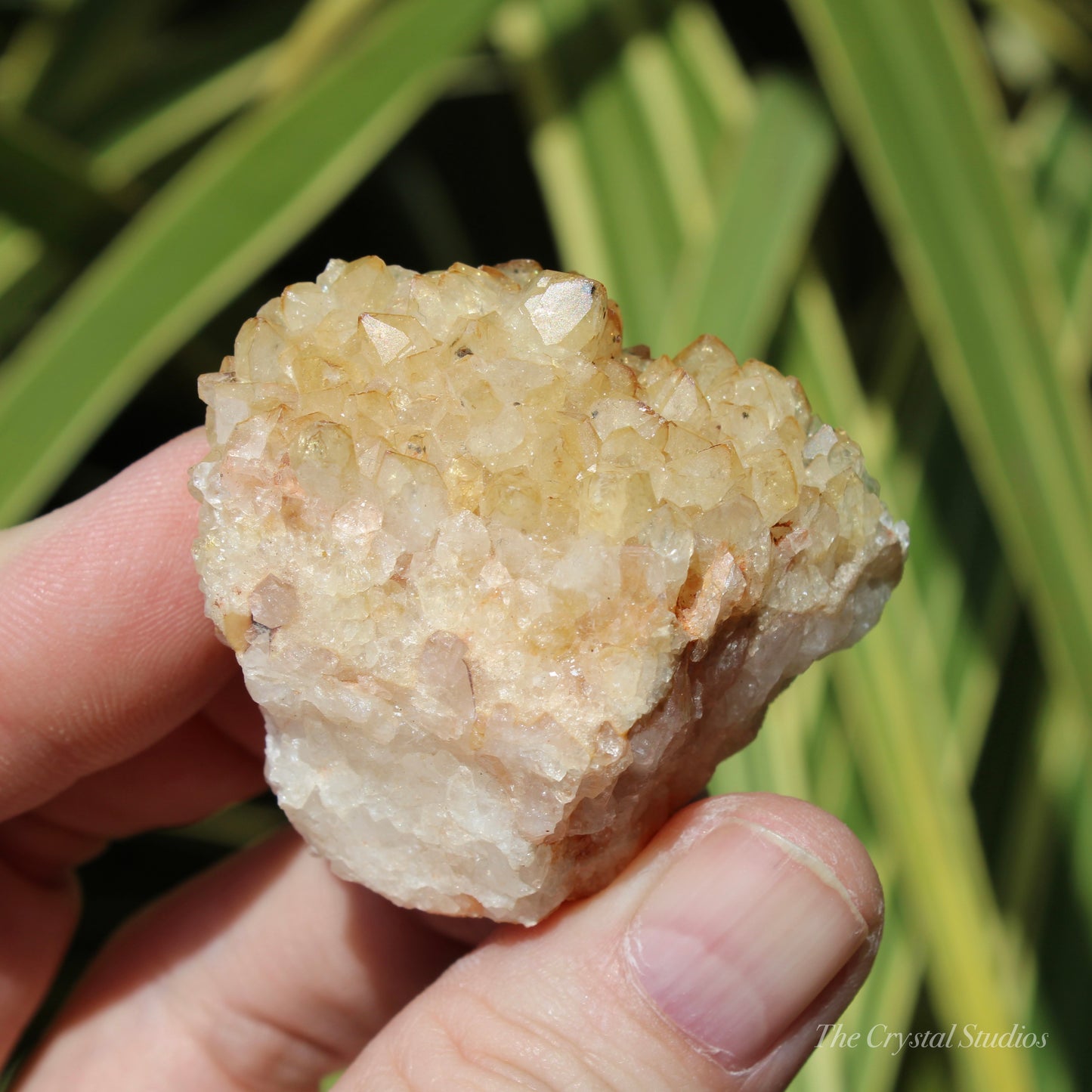 Citrine (Heat Treated) Crystal Cluster