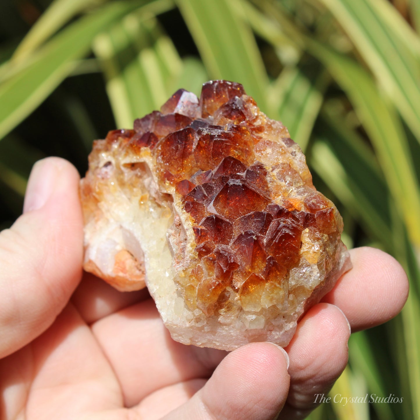 Citrine (Heat Treated) Crystal Cluster