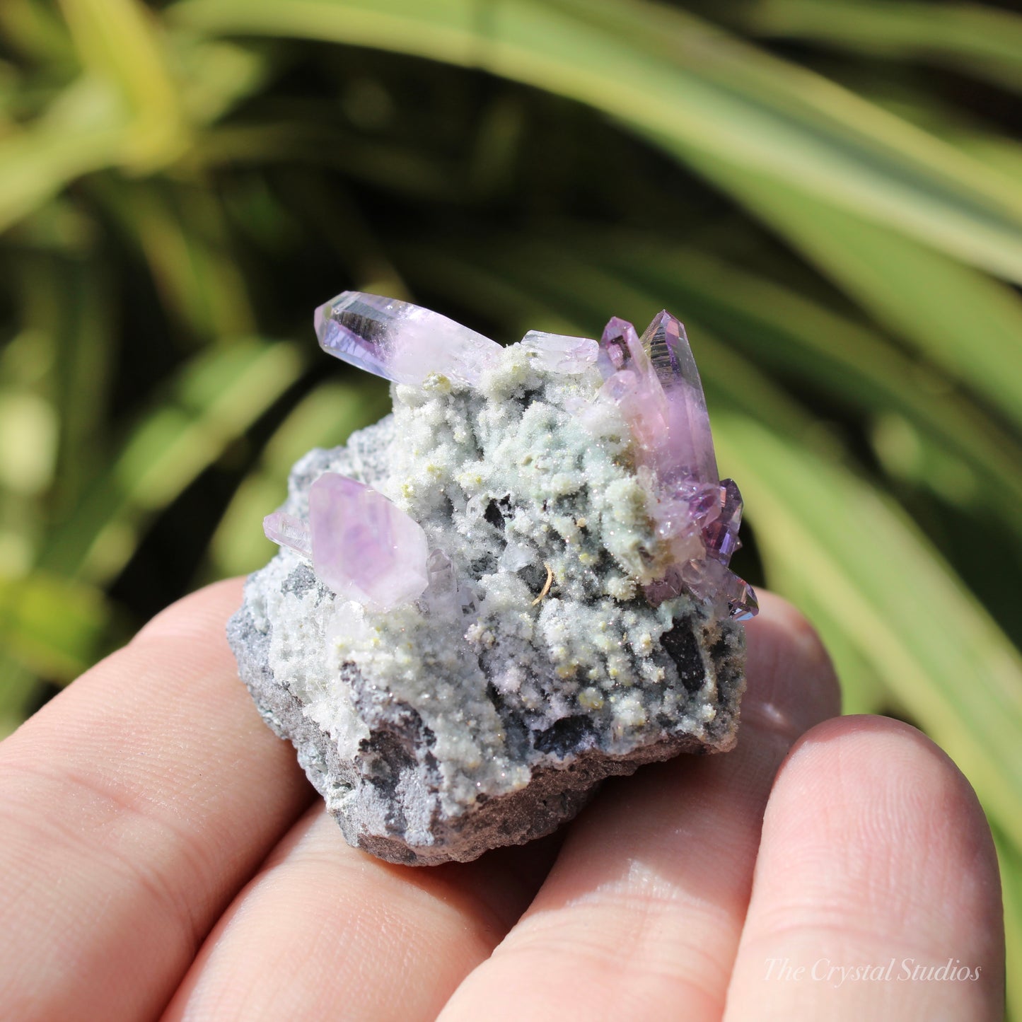 Vera Cruz Amethyst Natural Crystal Cluster