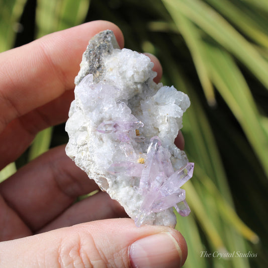 Vera Cruz Amethyst Natural Crystal Cluster