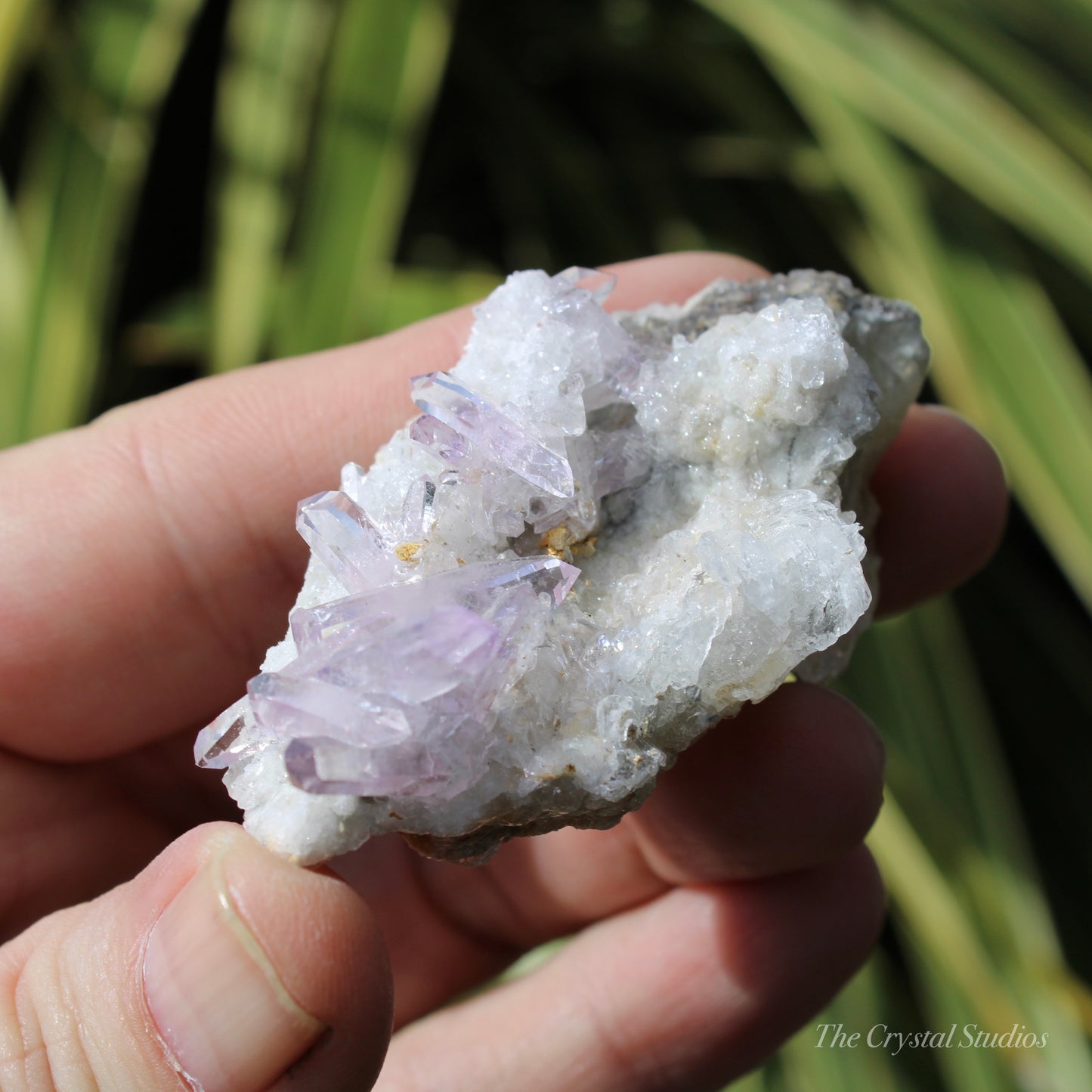 Vera Cruz Amethyst Natural Crystal Cluster