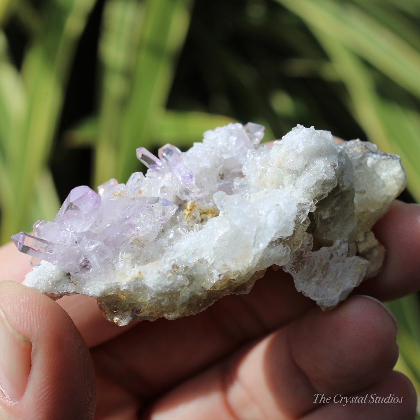 Vera Cruz Amethyst Natural Crystal Cluster