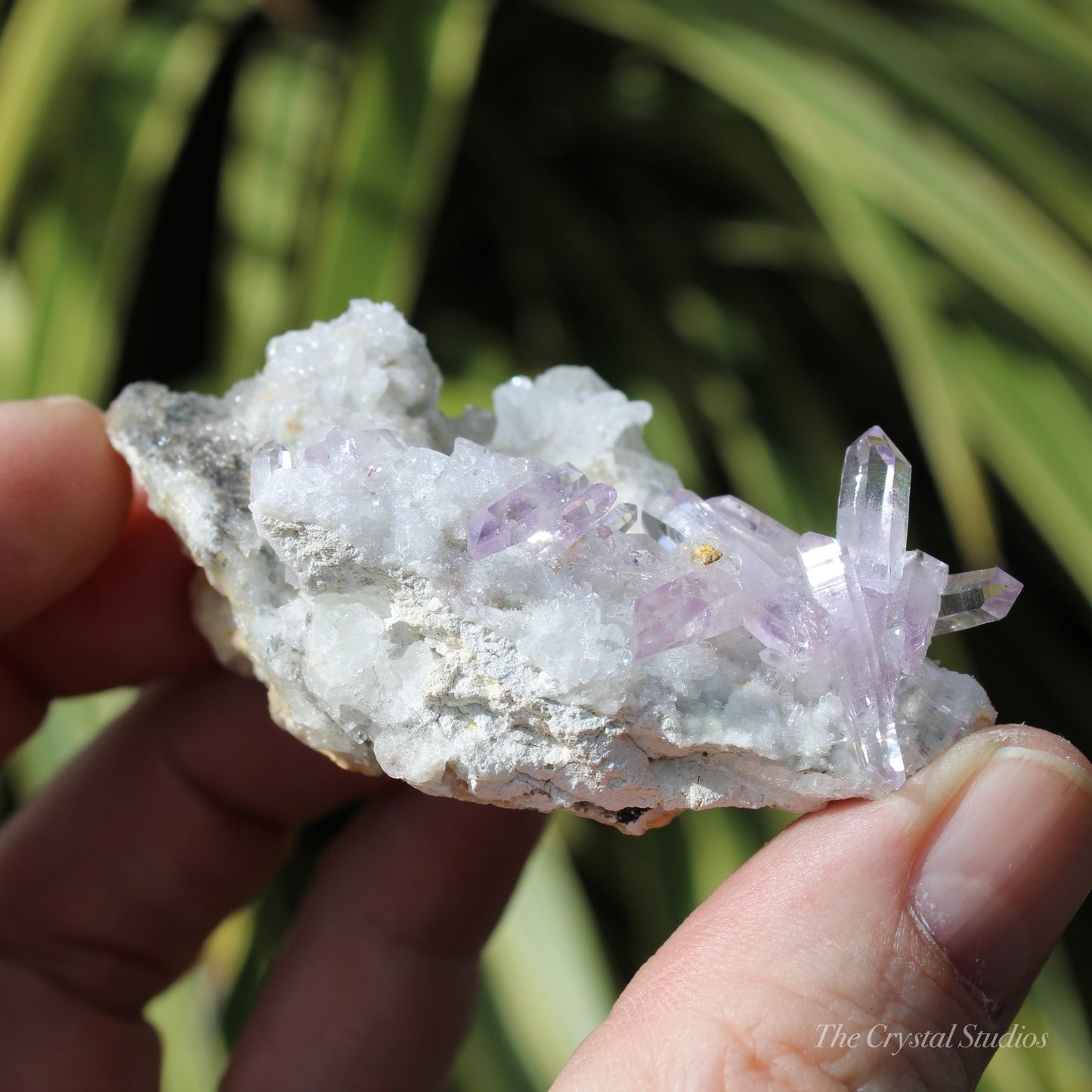 Vera Cruz Amethyst Natural Crystal Cluster