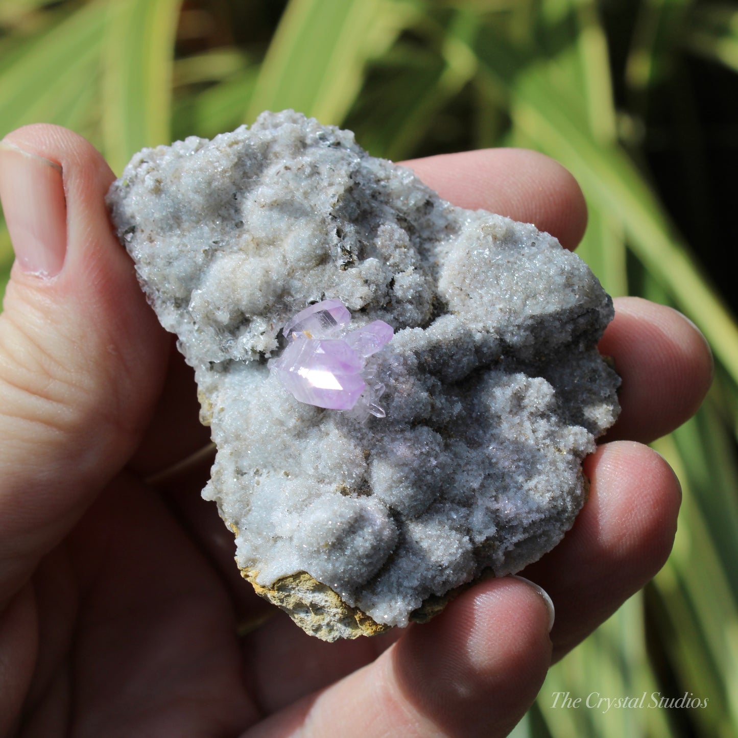 Vera Cruz Amethyst Natural Crystal Cluster