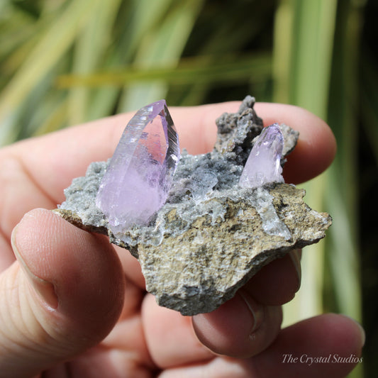 Vera Cruz Amethyst Natural Crystal Cluster