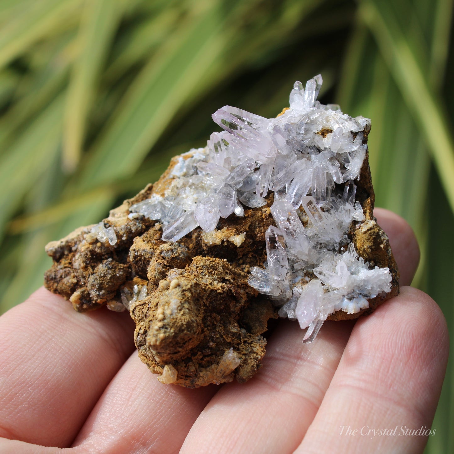 Vera Cruz Amethyst Natural Crystal Cluster