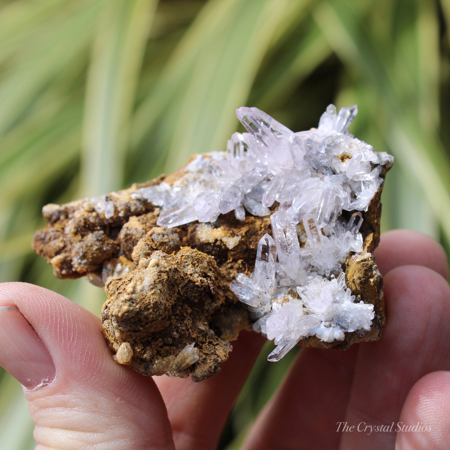 Vera Cruz Amethyst Natural Crystal Cluster