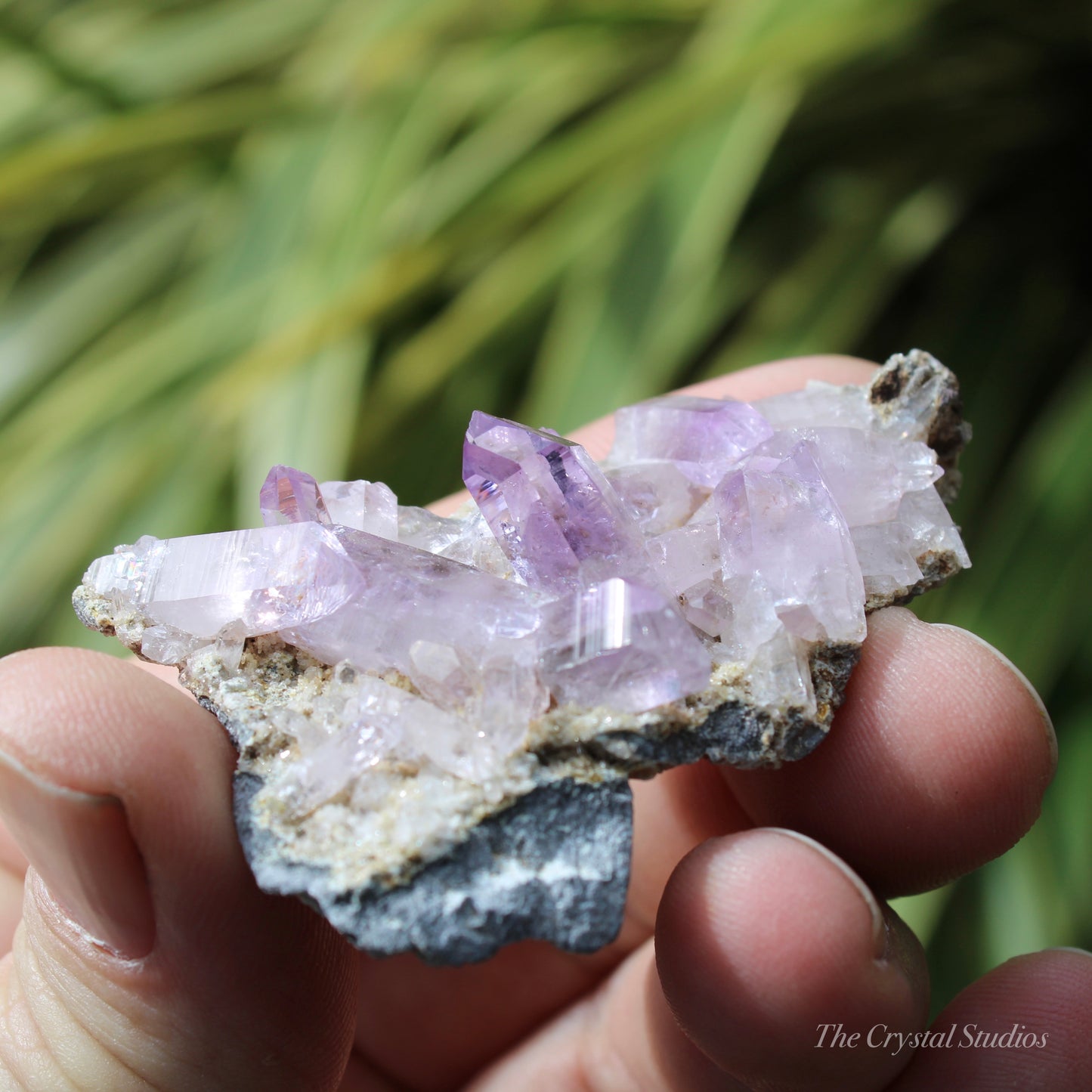 Vera Cruz Amethyst Natural Crystal Cluster