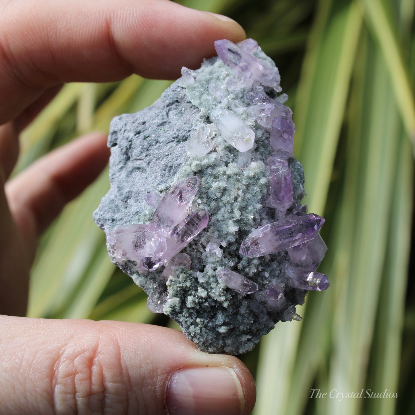 Vera Cruz Amethyst Natural Crystal Cluster